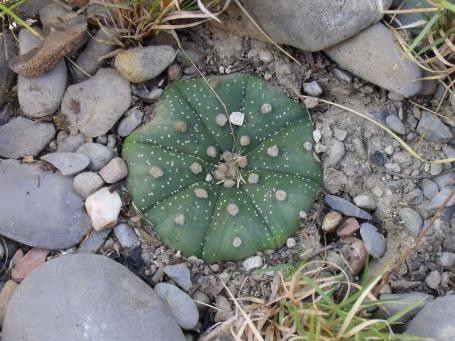 Astrophytum asterias Lucio Blanco