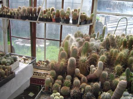 Echinocereusy