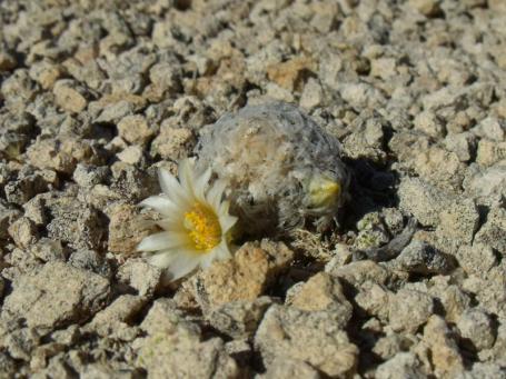 Mammillaria roemeri Nogalitos
