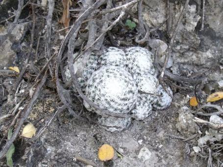 Mammillaria humboldtii za Milpa Grande