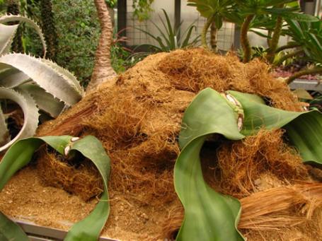 Welwitschia mirabilis