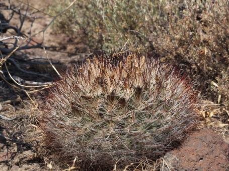 Pediocactus simpsonii ssp. robustior VZD 887, Soshone Mesa, Lander Co., Nevada, foto Zdeněk Vaško Pediocactus simpsonii ssp. robustior VZD 887, Soshone Mesa, Lander Co., Nevada, foto Zdeněk Vaško