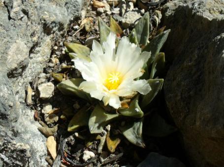 Ariocarpus retusus El Sabinito