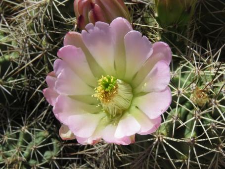 Další snímky z Jarilla Mts, NM, přírodní hybridy mezi Echinocereuc coccineus a dasyacanthus Další snímky z Jarilla Mts, NM, přírodní hybridy mezi Echinocereuc coccineus a dasyacanthus