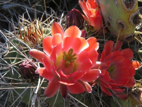 Další snímky z Jarilla Mts, NM, přírodní hybridy mezi Echinocereuc coccineus a dasyacanthus Další snímky z Jarilla Mts, NM, přírodní hybridy mezi Echinocereuc coccineus a dasyacanthus