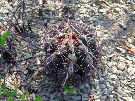 Thelocactus bicolor commodus za Linares