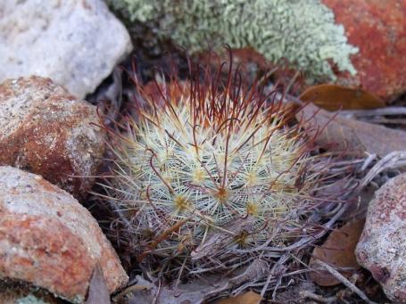 Mammillaria moelleriana Sierra Chapultepec