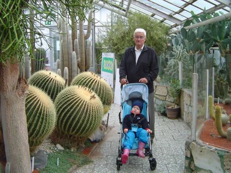 Exempláře Echinocactus grusonii za posledních 10-15 let řádně povyskočily! Exempláře Echinocactus grusonii za posledních 10-15 let řádně povyskočily!