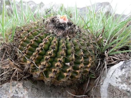 Notocactus erinaceus