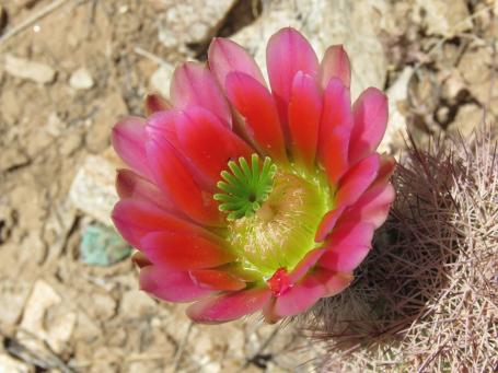 Další snímky z Jarilla Mts, NM, přírodní hybridy mezi Echinocereuc coccineus a dasyacanthus Další snímky z Jarilla Mts, NM, přírodní hybridy mezi Echinocereuc coccineus a dasyacanthus