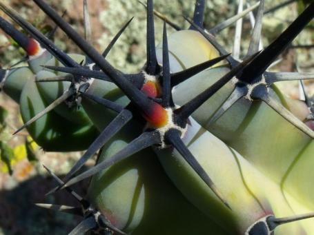Myrtillocactus sp. Sierra El Cubo
