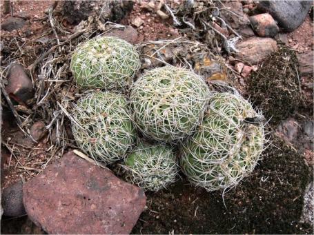 Notocactus arachnitis v minor