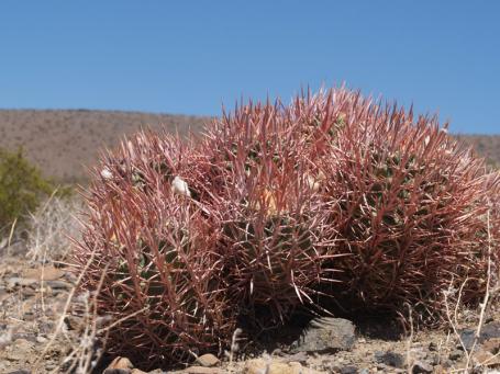 Echinocactus polycephalus VZD 1333, Newberry Springs, San Bernardino Co., California, foto Zdeněk Vaško Echinocactus polycephalus VZD 1333, Newberry Springs, San Bernardino Co., California, foto Zdeněk Vaško