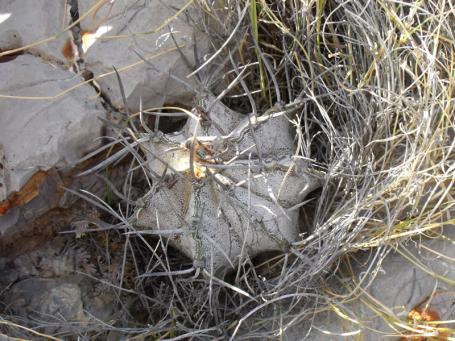 Astrophytum niveum sedmižeberné (!) Sierra la Madeira