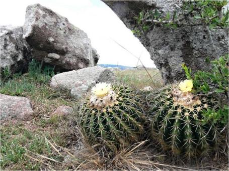 Notocactus sellowii var courantii