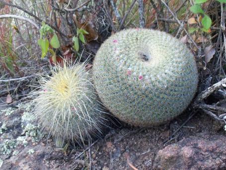 Mammillaria muehlenpfordii před La Paz