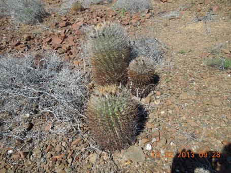 baja-california-2013_78