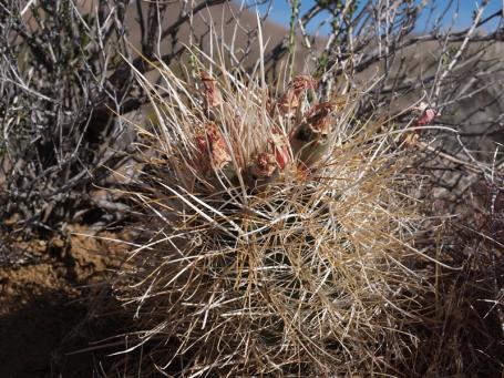Sclerocactus polyancistrus f. albispinus VZD 611, Searles, Kern. Co., California, foto Zdeněk Vaško Sclerocactus polyancistrus f. albispinus VZD 611, Searles, Kern. Co., California, foto Zdeněk Vaško