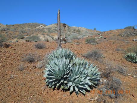 baja-california-2013_80