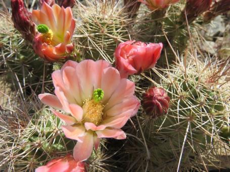 Další snímky z Jarilla Mts, NM, přírodní hybridy mezi Echinocereuc coccineus a dasyacanthus Další snímky z Jarilla Mts, NM, přírodní hybridy mezi Echinocereuc coccineus a dasyacanthus