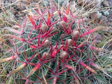 Ferocactus latispinis Huixmí