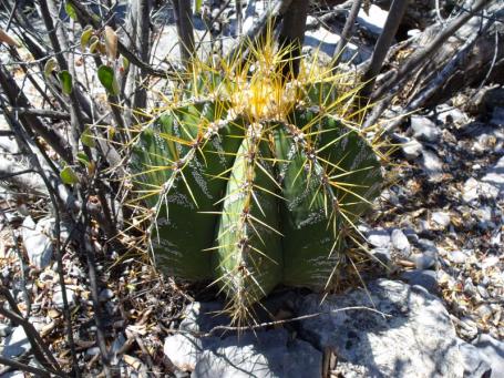 Astrophytum ornatum nad Presa de Zimapan