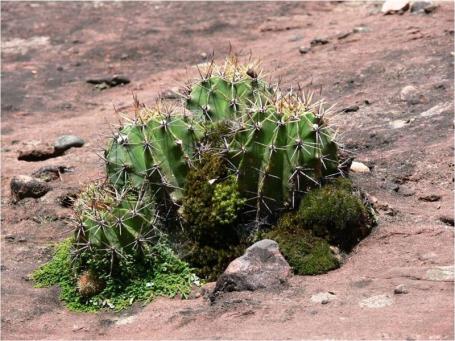 Echinopsis oxygona