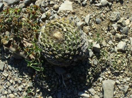 Obregonia denegrii San Vicente