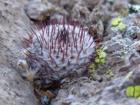 Mammillaria perezdelarosa andersonii Villa García