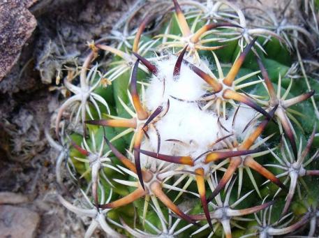 Coryphantha tripugionacantha Nogalitos