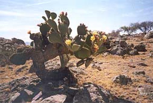 mexiko4