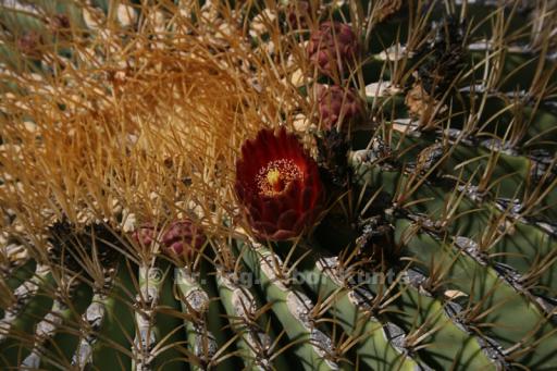 Ferocactus diguetii kvetoucí, foto Dr. Ing. Libor Kunte Ferocactus diguetii kvetoucí, foto Dr. Ing. Libor Kunte