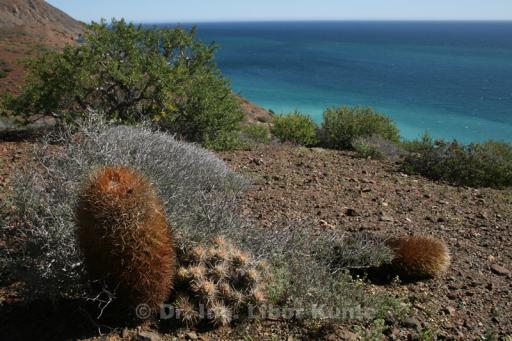 Ferocactus chrysacanthus, foto Dr. Ing. Libor Kunte Ferocactus chrysacanthus, foto Dr. Ing. Libor Kunte