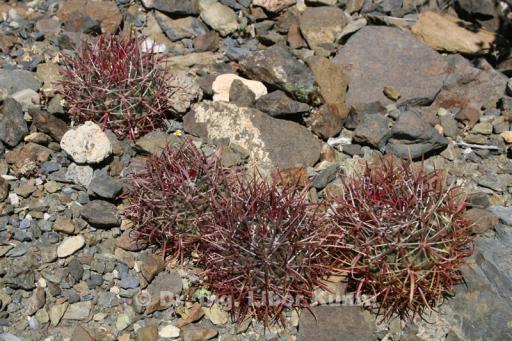 Semenáčci Ferocactus chrysacanthus, foto Dr. Ing. Libor Kunte Semenáčci Ferocactus chrysacanthus, foto Dr. Ing. Libor Kunte