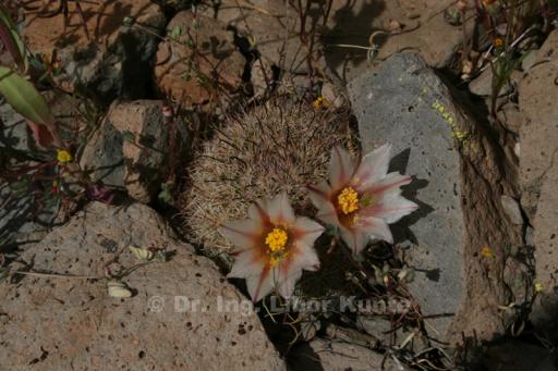 Mammillaria dioica, foto Dr. Ing. Libor Kunte Mammillaria dioica, foto Dr. Ing. Libor Kunte