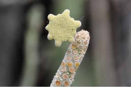 Dorstenia gigas - květenství