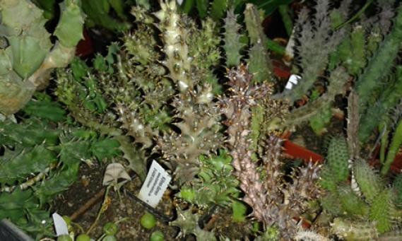Edithcolea grandis