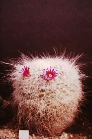 Mammillaria hahniana od př. Stan. Vymětala Olomouc