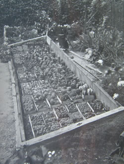 Pařeniště Ferd. Plesníka ml. před 1965