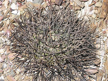 Gymn armatum Higueras 2672 m. Foto Ladislav Fischer