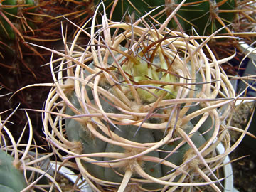 Gymnocalycium cardenasianum Isque