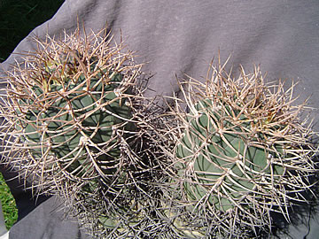 Gymnocalycium cardenasianum dvouhlavý jedinec