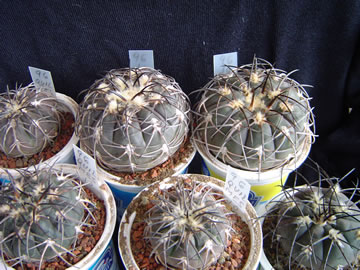 Gymnocalycium spegazzinii var. recii Quilmes