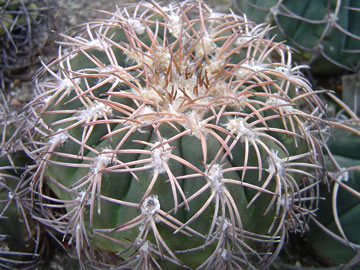 Gymnocalycium spegazzinii punillense GN