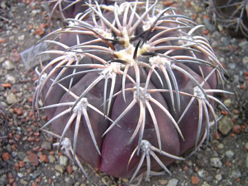 Gymnocalycium spegazzinii ssp sarkae
