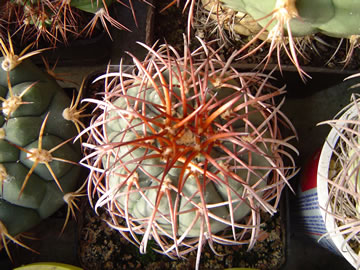 Gymnocalycium spegazzinii cihlové Slaba