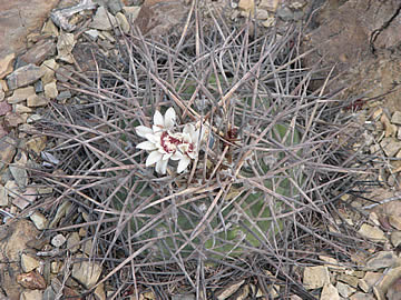 Gymnoc armatum LF 595 Paicho 2843 m. Foto Ladislav Fischer