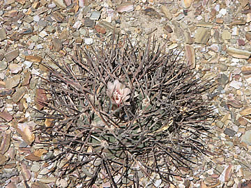 Gymnoc armatum Paicho 2639 m. Foto Ladislav Fischer