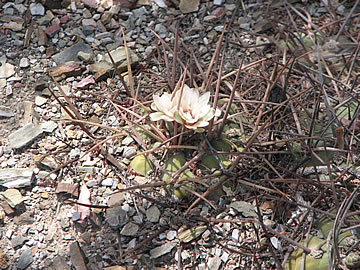 Gymnocal armatum LF 595 Paicho 2843 m. Foto Ladislav Fischer