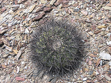 Gymnocal armatum LF 597 Higueras 2672 m. Foto Ladislav Fischer